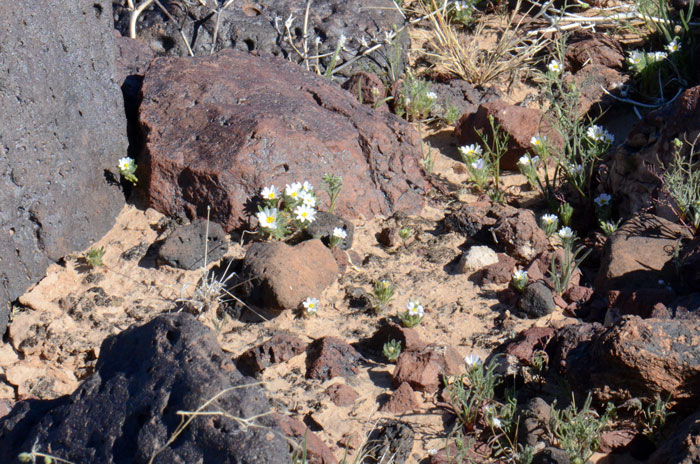 Daisy Desertstar is found in the far southwestern United States in AZ, CA, NV, UT. Daisy Desert is a predominately Mojave Desert species. Monoptilon bellidiforme